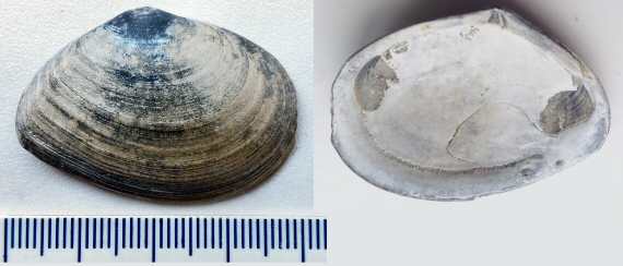 © Bea Cohen © Bea Cohen